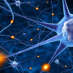 phrenic nerve for phrenic nerve surgery